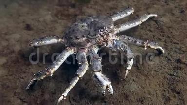 巨大的<strong>帝王蟹</strong>在巴伦支海水下寻找食物。